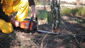 Seasonal Cleanup in Hearne, TX