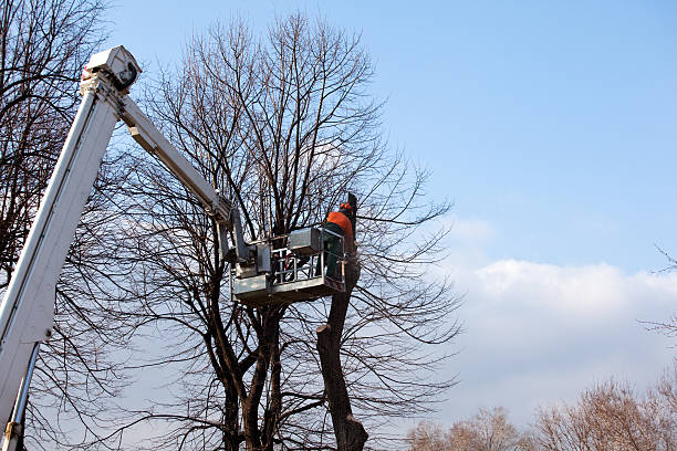 How Our Tree Care Process Works  in  Hearne, TX